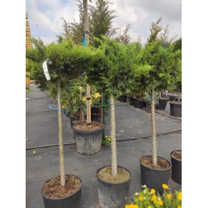 Borievka netatová (Juniperus sabina) ´TAMARISCIFOLIA´ - výška 110-120 cm, kont. C18L – NA KMIENKU
